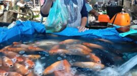 Pedagang ikan air tawar di Pasar.