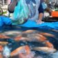 Pedagang ikan air tawar di Pasar.