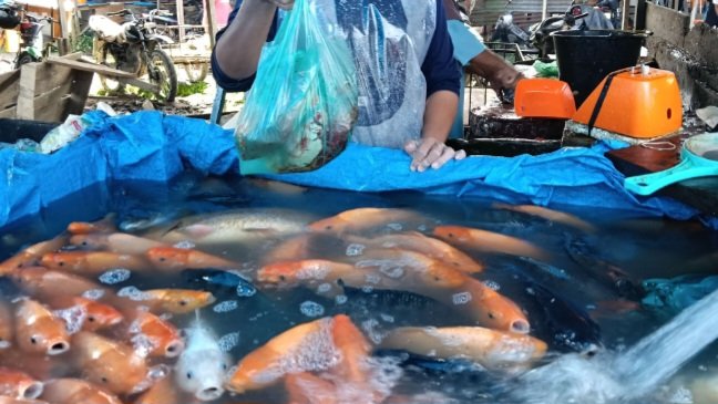 Pedagang ikan air tawar di Pasar.