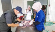 Pemeriksaan post mortem di RPH Ciamis.
