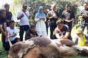 Miranti Mayangsari tengah berdoa bersama dengan para Relawan Sahabat Miranti sebelum pelaksanaan penyembelihan hewan kurban.