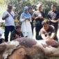 Miranti Mayangsari tengah berdoa bersama dengan para Relawan Sahabat Miranti sebelum pelaksanaan penyembelihan hewan kurban.